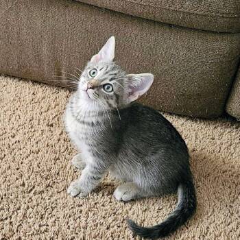 Boba -  Domestic Short Hair Cat for Adoption in Hemet, California - Boba | PetCurious