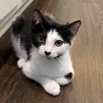 Oli -  Domestic Short Hair Cat for Adoption in Ashland, Virginia - Oli | PetCurious