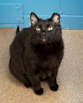Domestic Short Hair Cats Available for Adoption in Boone, Iowa - Dessie | PetCurious