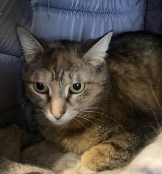 Artemis -  Torbie Cat for Adoption in Hamilton, Ontario - Artemis | PetCurious