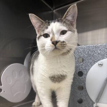 Domestic Short Hair Cats Available for Adoption in Morganton, North Carolina - Weekend Vibes | PetCurious