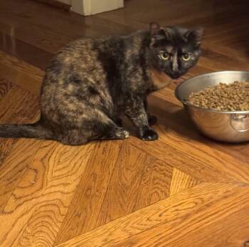 Rescue Domestic Short Hair Cats for Adoption in Hendersonville, Tennessee - Patches - Shy & Loving | PetCurious