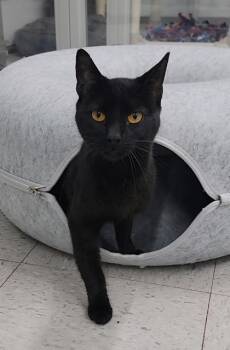 Domestic Short Hair Cats Available for Adoption in Elmira, New York - Squeak | PetCurious
