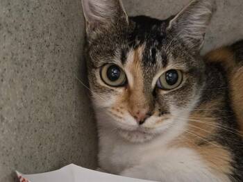 BARKER -  Domestic Short Hair Cat for Adoption in Kent, Washington - BARKER | PetCurious