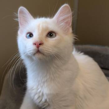 Dolly -  Domestic Medium Hair Cat for Adoption in Sonoma, California - Dolly | PetCurious