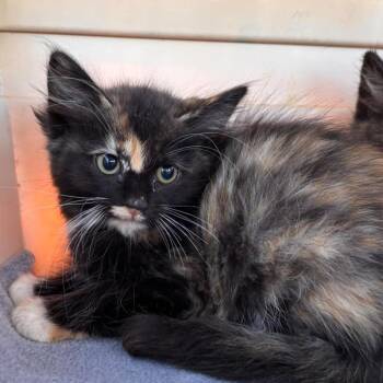 Fleur -  Domestic Medium Hair and Domestic Short Hair Cat for Adoption in Nampa, Idaho - Fleur | PetCurious