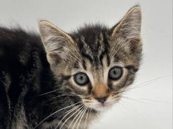 Santorini -  Domestic Short Hair Cat for Adoption in Portland, Oregon - Santorini | PetCurious