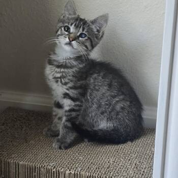 Rescue Tabby Cats for Adoption in Fresno, California - Cloud | PetCurious
