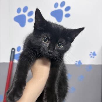 Domestic Short Hair Cats Available for Adoption in Hamilton, Georgia - Nightengale | PetCurious