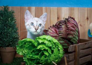 Daisy-May -  Domestic Short Hair and Siamese Cat for Adoption in Lucas, Texas - Daisy-May | PetCurious