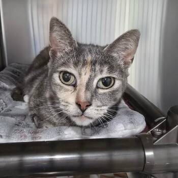 Tanzania -  Domestic Short Hair Cat Available for Adoption in Fairmont, West Virginia - Tanzania | PetCurious