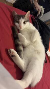 Rescue Domestic Short Hair Cats for Adoption in Folsom, California - Sage | PetCurious