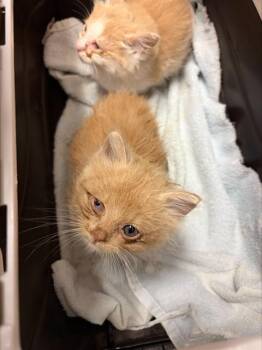 A376456 -  Domestic Short Hair Cat for Adoption in Stockton, California - A376456 | PetCurious