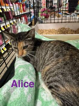 Alice -  Calico and Tabby Cat for Adoption in Deltona, Florida - Alice | PetCurious