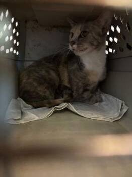 Trixie -  Domestic Short Hair Cat for Adoption in Fallston, Maryland - Trixie | PetCurious