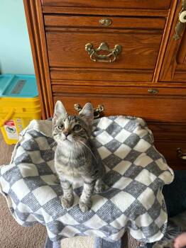 Gojo -  Tabby and Domestic Short Hair Cat for Adoption in Minneapolis, Minnesota - Gojo | PetCurious