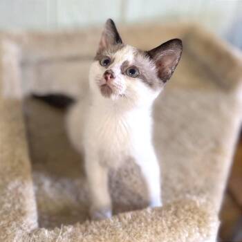 Leche -  Siamese and Domestic Short Hair Cat for Adoption in Clarksville, Arkansas - Leche | PetCurious