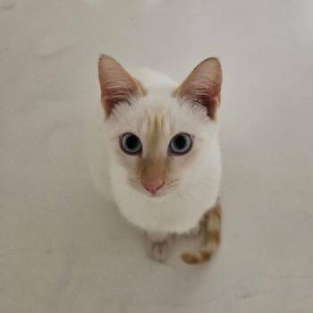 Siamese Cats Available for Adoption in Missouri City, Texas - Asta | PetCurious