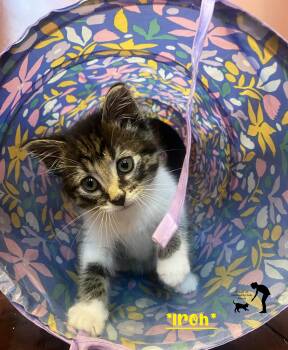 Iroh -  Domestic Short Hair Cat for Adoption in Centerville, Utah - Iroh | PetCurious