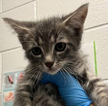 Fried Calimari -  Domestic Short Hair Cat for Adoption in Golden, Colorado - Fried Calimari | PetCurious