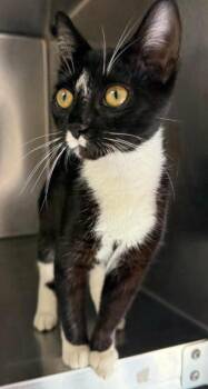 Marceline -  Domestic Short Hair Cat for Adoption in Sullivan, Indiana - Marceline | PetCurious