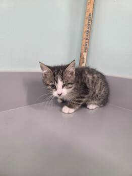 Rescue Domestic Short Hair Cats for Adoption in Athens, Tennessee - Remy | PetCurious