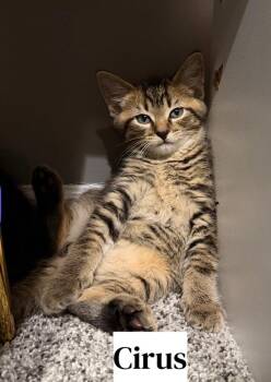 Greek boys : Cirus -  Domestic Short Hair Cat for Adoption in Aurora, Indiana - Greek Boys : Cirus | PetCurious