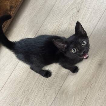 Cola 2 -  Domestic Short Hair Cat for Adoption - Cola 2 | PetCurious