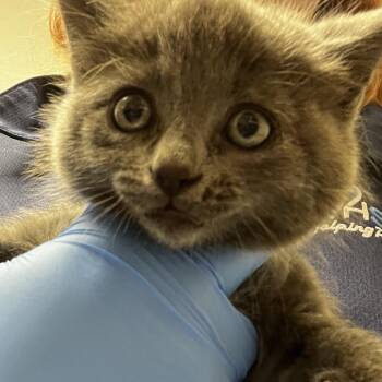 71920 -  Domestic Medium Hair Cat for Adoption in Harrisonburg, Virginia - 71920 | PetCurious