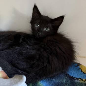 Basin -  Domestic Medium Hair Cat for Adoption in Oakland, California - Basin | PetCurious