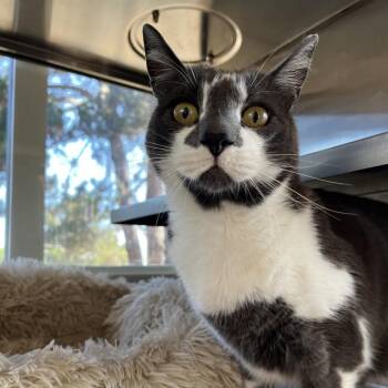 Earl Grey -  Domestic Short Hair Cat for Adoption in Pacific Grove, California - Earl Grey | PetCurious