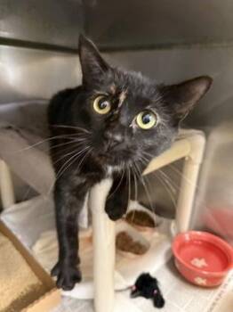 Domestic Short Hair Cats Available for Adoption in Morristown, New Jersey - Camilla | PetCurious