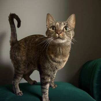 Rescue Domestic Short Hair Cats for Adoption in Dallas, Texas - Roxie Cain | PetCurious