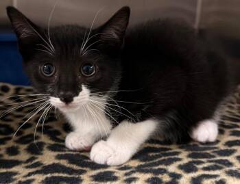 Domestic Short Hair Cats Available for Adoption in Ocala, Florida - Chet | PetCurious