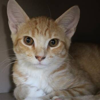 Rigby -  Domestic Short Hair Cat for Adoption in Cleveland, Mississippi - Rigby | PetCurious
