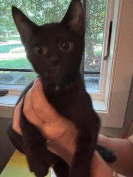 Stitch -  Domestic Short Hair Cat for Adoption - Stitch | PetCurious