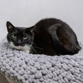 COLLETTE -  Domestic Short Hair Cat for Adoption in Hamilton Township, New Jersey - COLLETTE | PetCurious