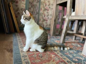 Rescue Calico Cats for Adoption in Manhattan Beach, California - Ginger Spice Boy! | PetCurious
