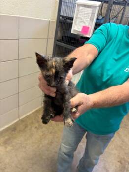 Jem -  Domestic Short Hair Cat for Adoption in Bossier City, Louisiana - Jem | PetCurious