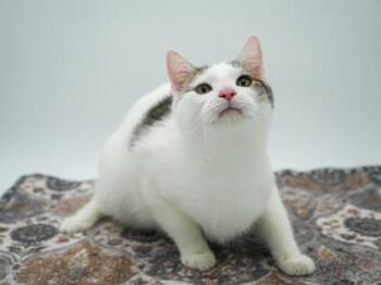 Sukuna -  Domestic Short Hair Cat for Adoption in Bowling Green, Kentucky - Sukuna | PetCurious