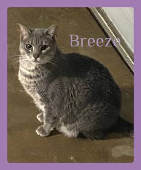 Tabby Cats Available for Adoption in Lawton, Oklahoma - BREEZE | PetCurious