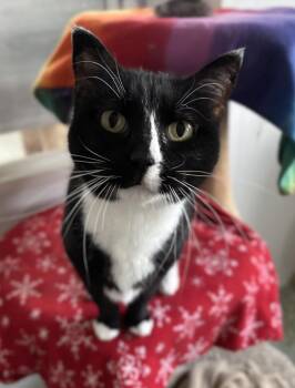 Rescue Domestic Short Hair Cats for Adoption in Richland Center, Wisconsin - Stevee | PetCurious