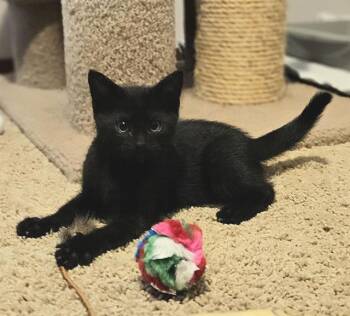 LITTLE JOEY -  Domestic Short Hair Cat for Adoption in Kent, Washington - LITTLE JOEY | PetCurious