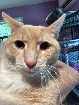 Domestic Short Hair Cats Available for Adoption in Cambridge, Maryland - L.C. | PetCurious