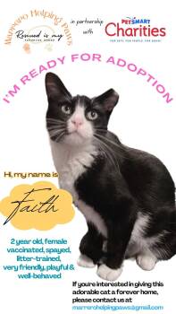 Rescue Tuxedo Cats for Adoption in North Bergen, New Jersey - Faith | PetCurious