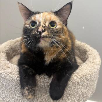Domestic Short Hair Cats Available for Adoption - Banana Split | PetCurious