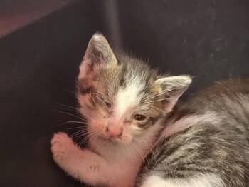 A2475866 -  Domestic Short Hair Cat for Adoption in Fort Lauderdale, Florida - A2475866 | PetCurious