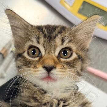 Tiny -  Domestic Long Hair Cat for Adoption in Las Cruces, New Mexico - Tiny | PetCurious