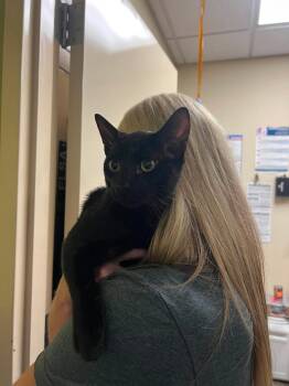 Dean -  Domestic Short Hair Cat for Adoption in Rockwall, Texas - Dean | PetCurious