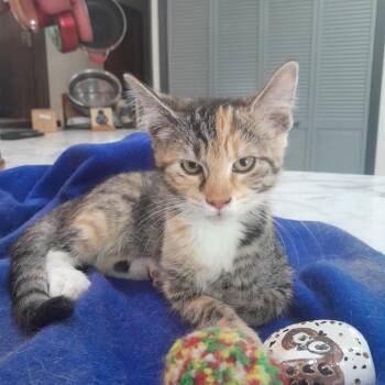 Hashi -  Domestic Short Hair Cat for Adoption in Inwood, West Virginia - Hashi | PetCurious
